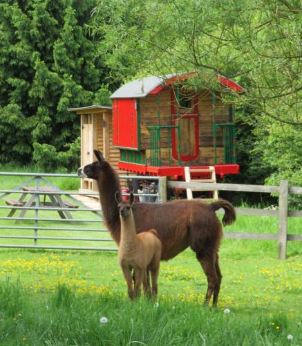 Weedon Lois House | Catanger Llamas