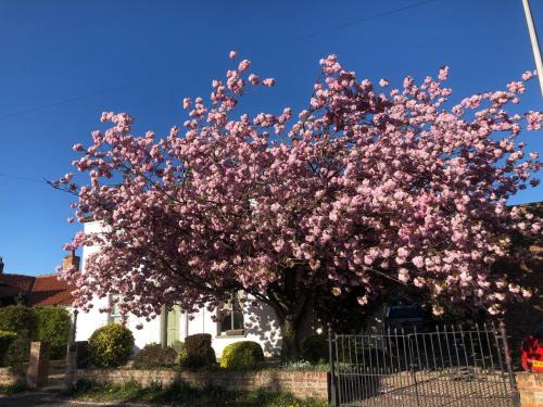York House | Cherry Tree