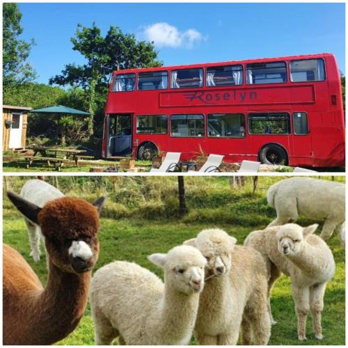 Liverton House | Double Decker Bus on an Alpaca Farm sleeps 8