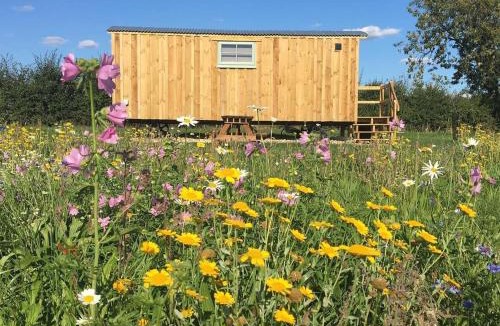 Bedfield House | 5 - Calendula