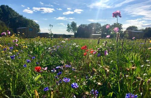 Bedfield House | 6 - Borage