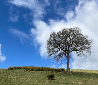Beaworthy Other | Arcadia Shepherds Hut