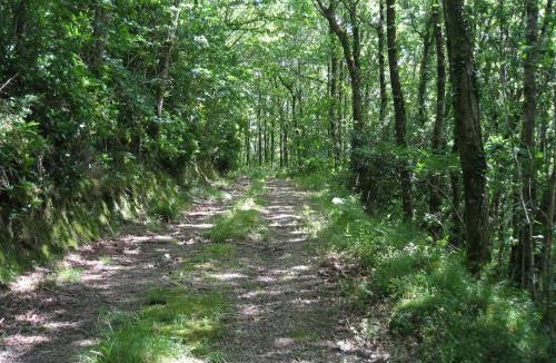 High Bickington House | Forest View North Devon