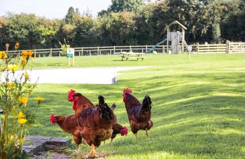 Denstone Other | Glamping with Alpacas! - Alton Towers