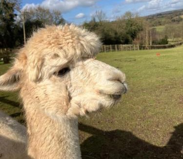 Denstone Other | Glamping with Alpacas! - Alton Towers
