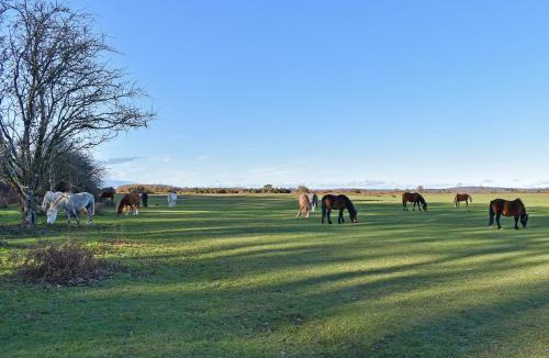 New Forest District House | Jasmine Cottage