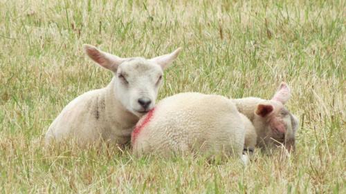 Ripley Bed & Breakfast | Marehay Hall Farm