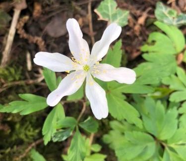 Dover Other | Ogham Retreat, Hougham