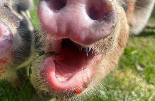 Marwood House | Ruby's Retreat! Farm Stay! North devon! Sleeps 6! Beaches Exmoor!