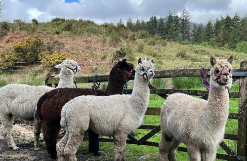 Gellilydan Other | Shepherds Hut on Alpaca and working farm