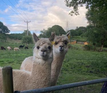 Gellilydan Other | Shepherds Hut on Alpaca and working farm