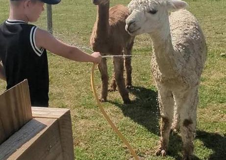 Horstead House | Shepherds hut surrounded by alpacas and ponies