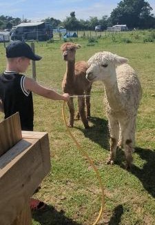 Horstead House | Shepherds hut surrounded by alpacas and ponies