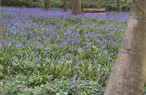 Strumpshaw Bed & Breakfast | Squirrel View Cottage B&B