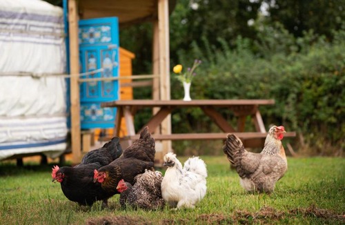 Burrington Other | Yurt in Devon