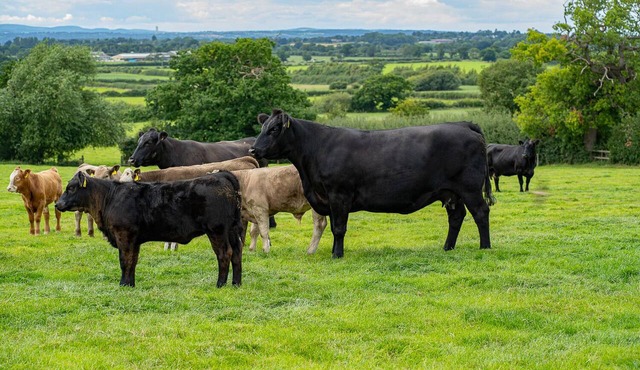 Higher Farm