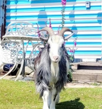Treguth Glamping Unique Experience - Themed Huts