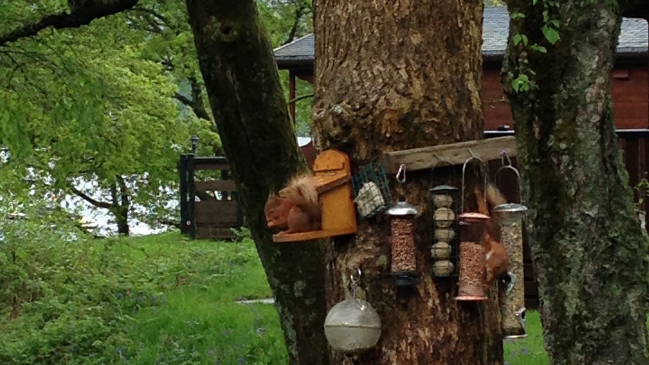 Photo of Others in Rowardennan